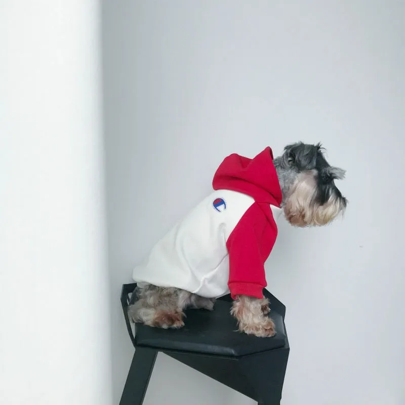 Teddy Schnauzer Puppy Winter Hoodie