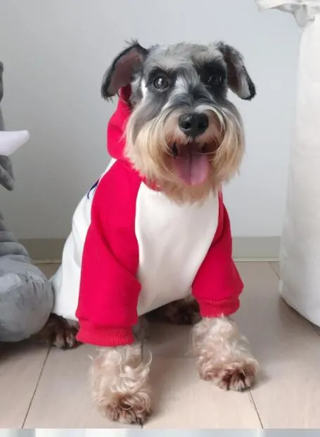 Teddy Schnauzer Puppy Winter Hoodie